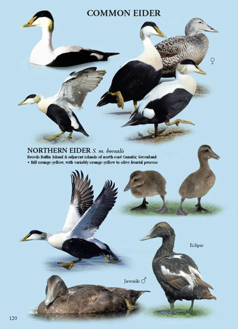 North American Ducks, Geese and Swans: an identification guide - Frank Todd 2018